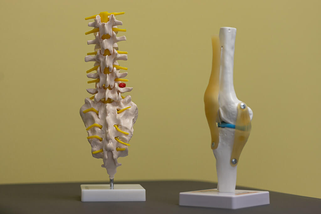 Wirbelsäule & Knie